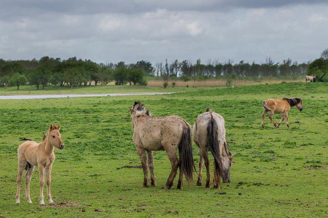 01 Oostvaardersplassen, konikpaarden.jpg